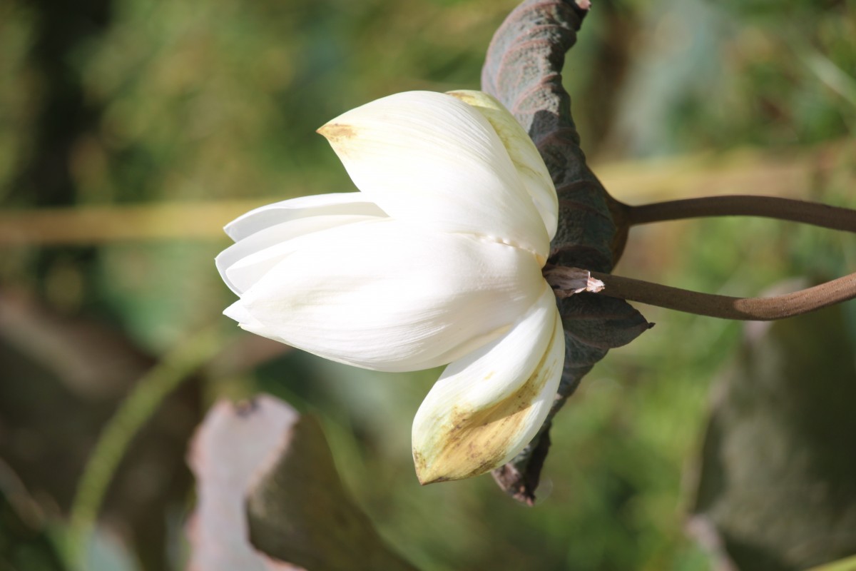 Nelumbo nucifera Gaertn.